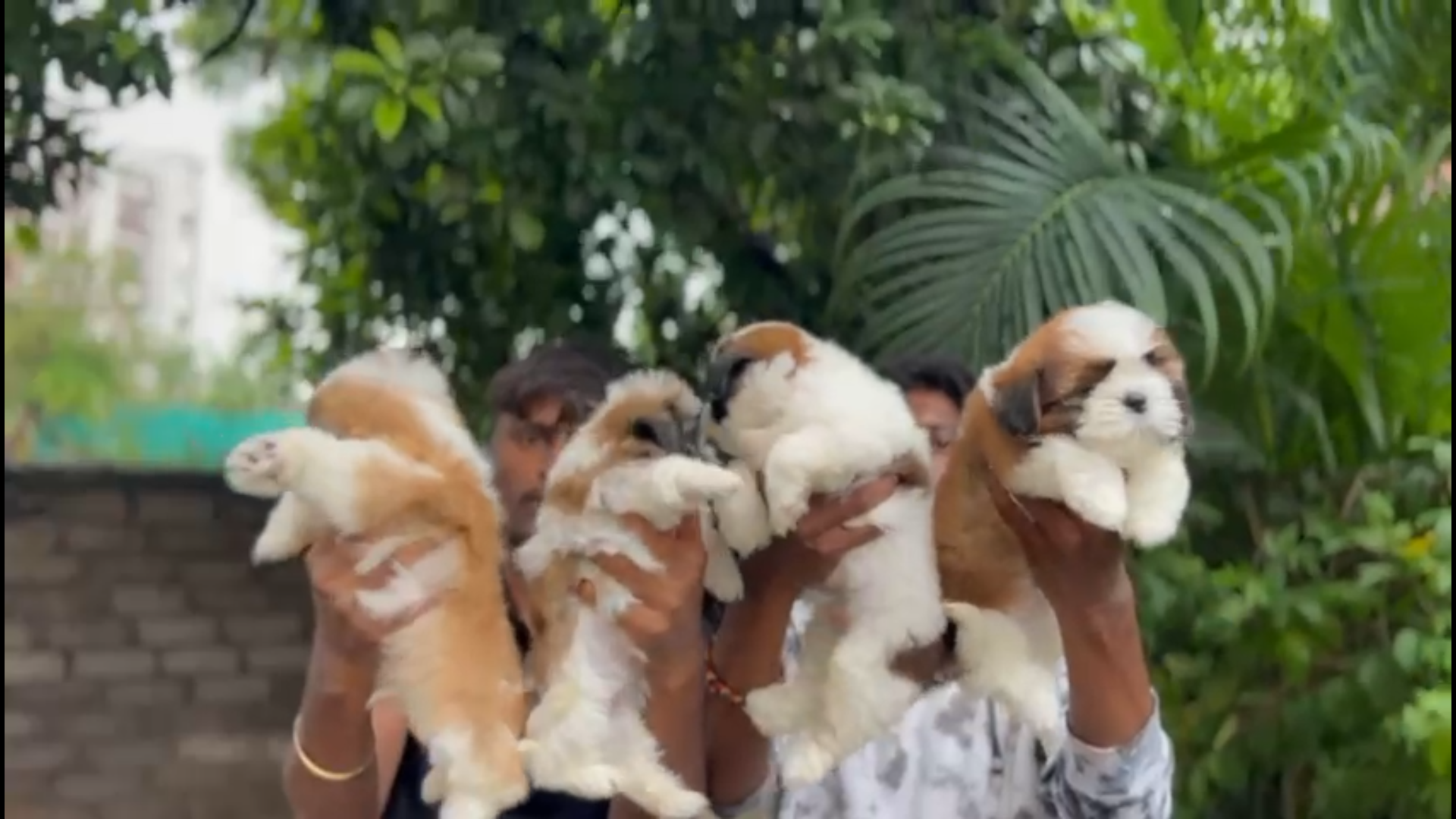 Shih Tzu